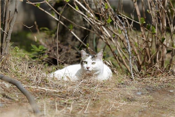 梦到一群猫是什么意思