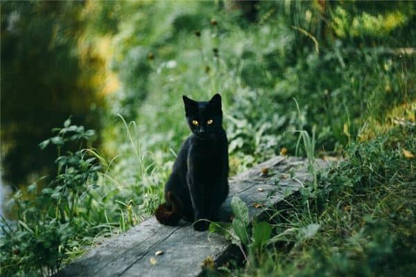 梦见黑猫代表什么仙家是什么意思