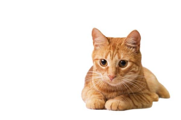 梦见流浪猫是什么意思