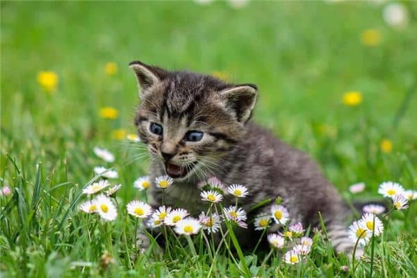 梦见吃猫肉是