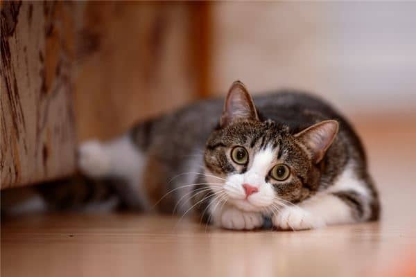 梦到一群猫是什么意思