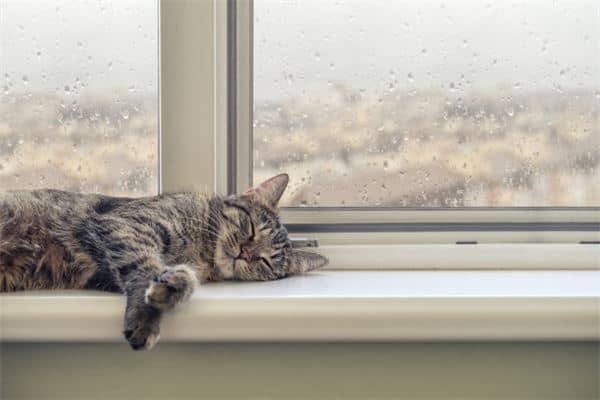 梦到死猫是什么意思