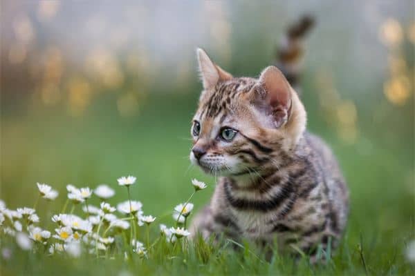 梦到小猫是什么意思