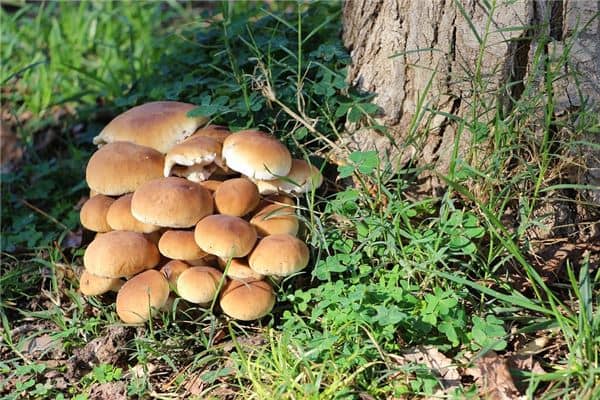 已婚女人梦到捡蘑菇是什么意思