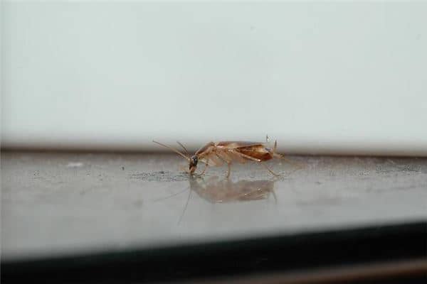 梦见打蟑螂是什么意思