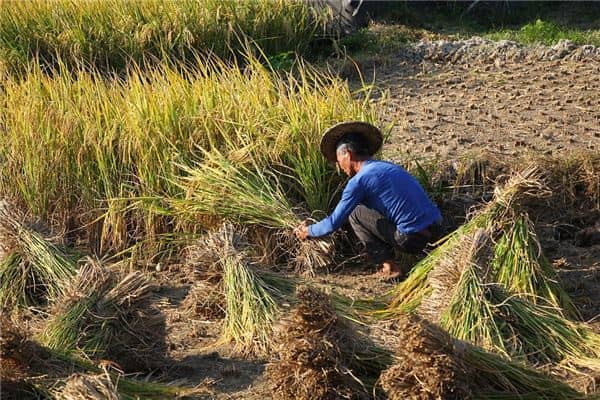 女人梦见割稻谷是什么意思