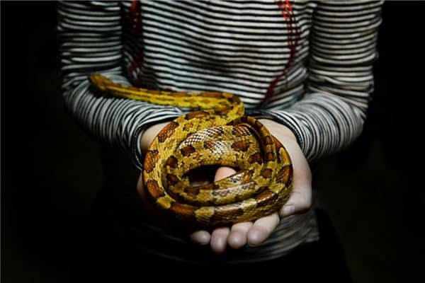 梦见自己杀蛇是什么意思