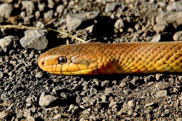 梦见黄色的蛇是什么意思