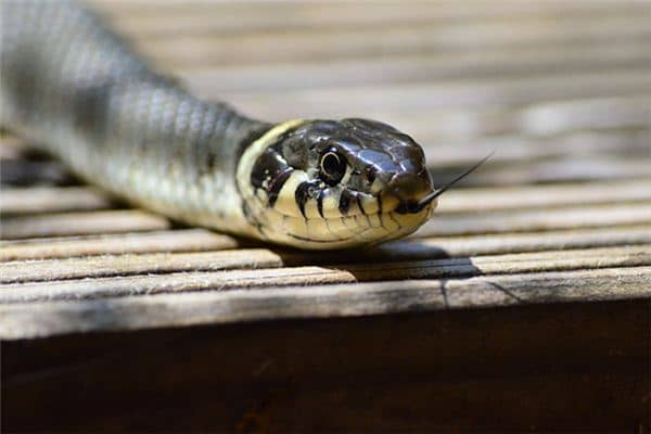 梦见蛇进家是什么意思