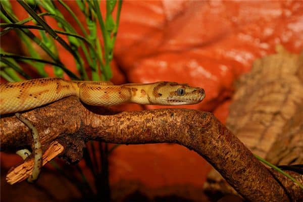 梦见大蟒蛇是什么意思