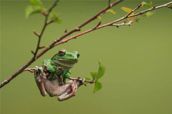 梦见蛇和青蛙是什么意思