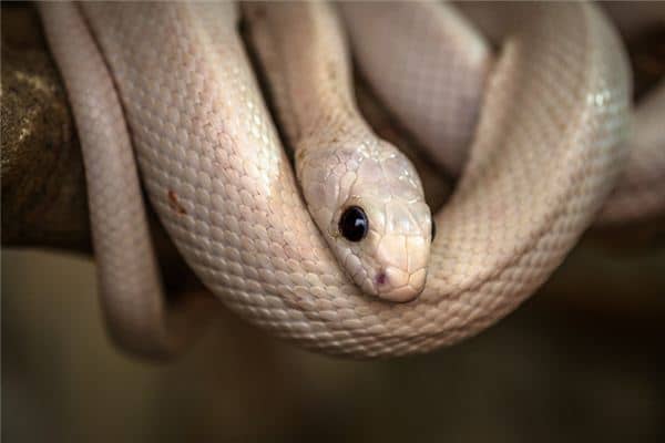 梦见白蛇舔脸是什么意思