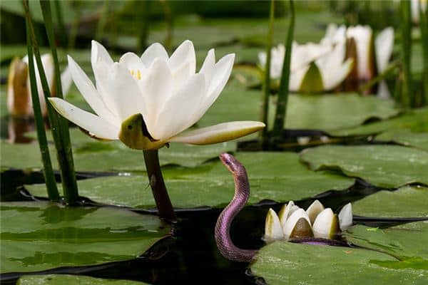 梦见蛇吃鱼是什么意思