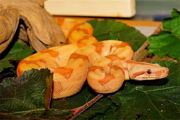 梦见被蟒蛇咬是什么意思