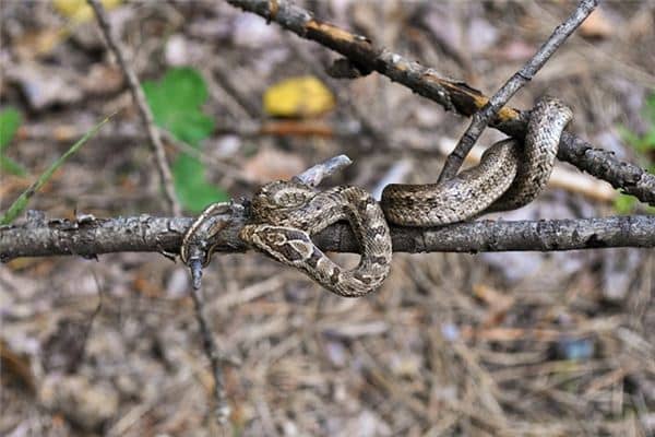 梦见一条大蛇追我是什么意思