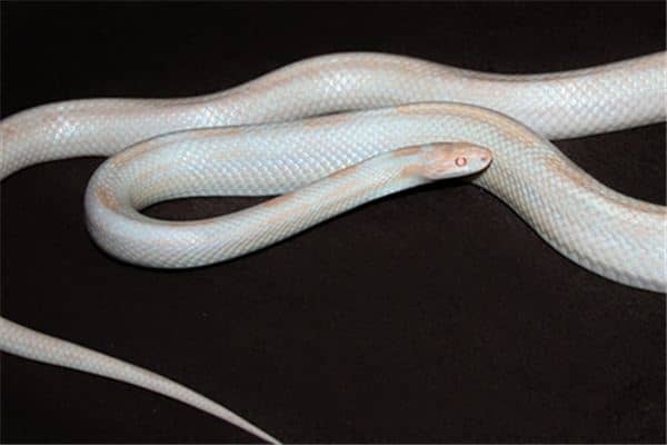 梦见白蛇追我是什么意思