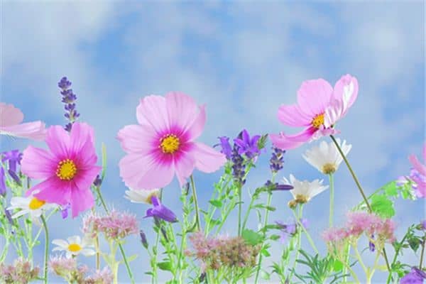 梦见花开了