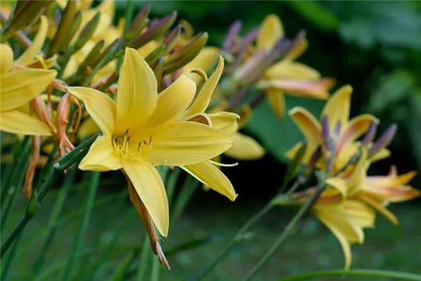 梦见摘黄花菜