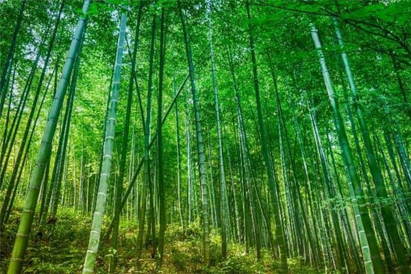 梦见砍竹子