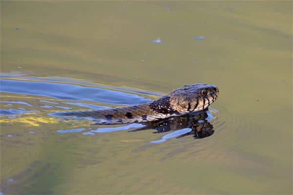 梦见蛇在水里游是什么意思