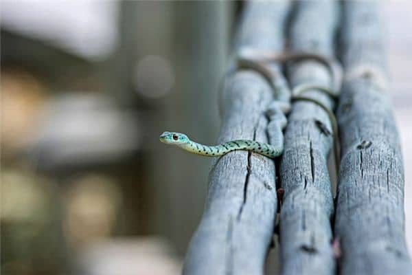 梦见蛇追我是什么意思