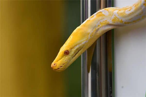 梦见黄金蟒蛇是什么意思