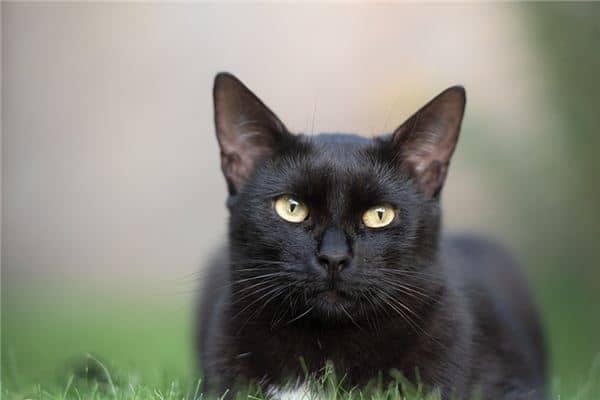 梦见大黑猫