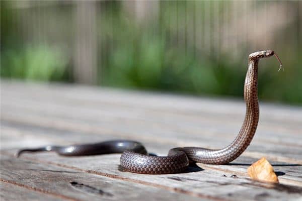 梦见亲人被蛇咬是什么意思