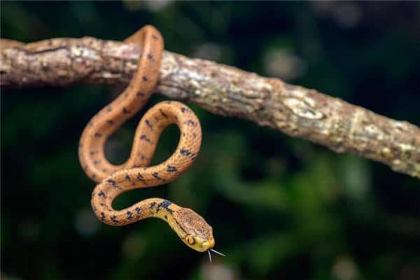 梦见女人蛇是什么意思