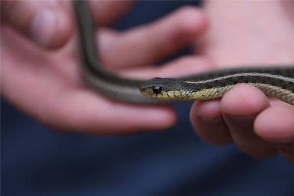 梦见打死蛇是什么意思