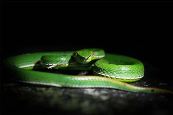 梦见打蛇没打死蛇跑了是什么意思