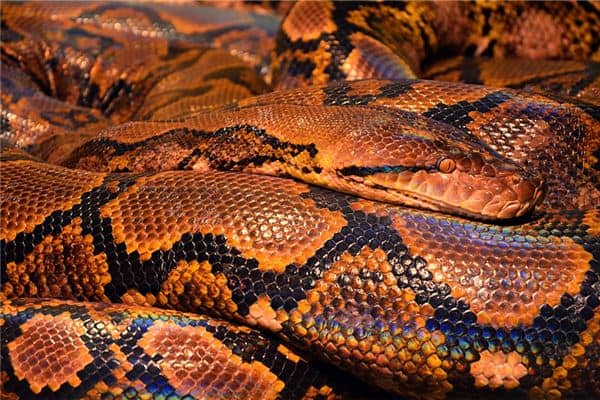 梦见蟒蛇吃人是什么意思