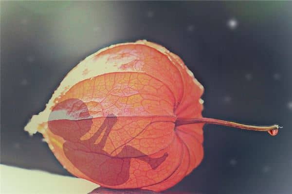 梦见打胎的孩子回来找自己是什么意思