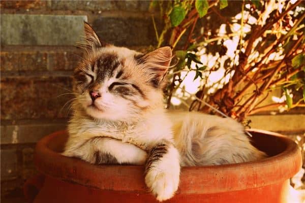 孕妇梦到猫是胎梦吗是什么意思