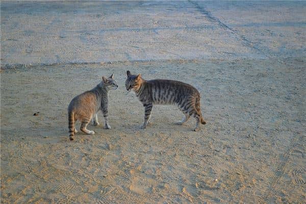 孕妇梦见两只猫是什么意思