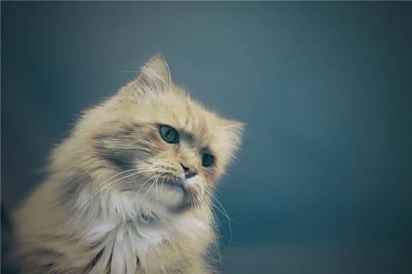 晚上梦见猫是什么意思