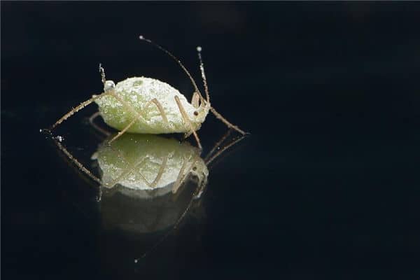 梦见长虱子是什么意思