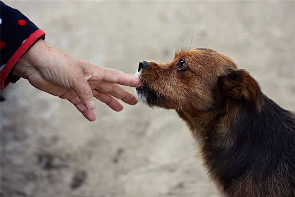 孕妇梦到被狗咬是什么意思