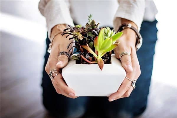 梦见种植是什么意思