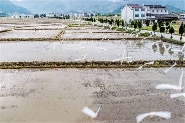 梦见耕田是什么预兆是什么意思