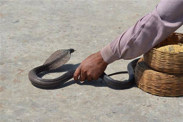 梦到别人手捉蛇是什么意思