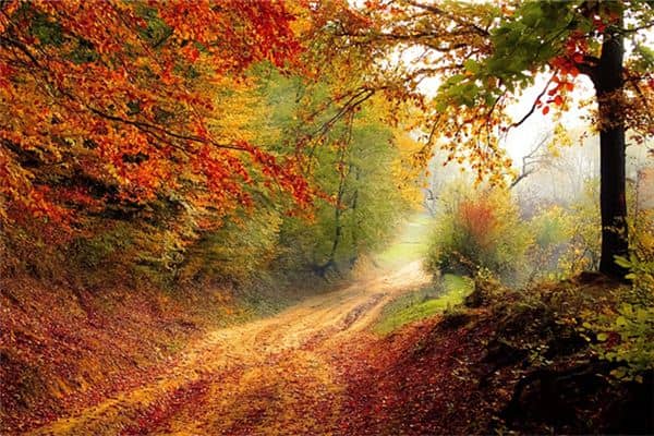 女人梦见找路是什么意思