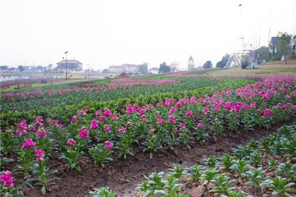 梦到地塌陷是什么意思