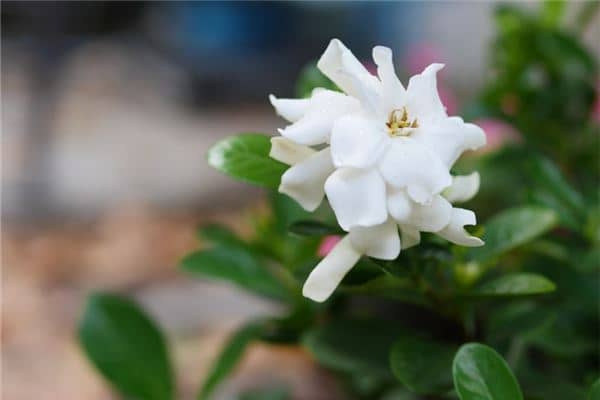 女人梦见栀子花是什么意思