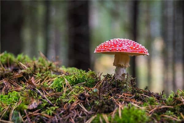 梦到蘑菇是什么意思