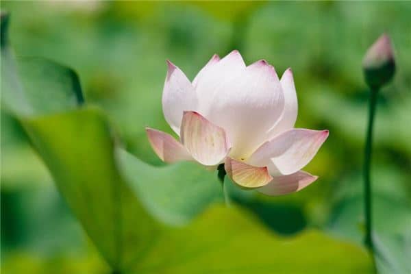 梦到荷花池开满荷花是什么意思