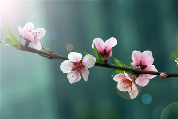 梦见桃花树开满桃花是什么意思