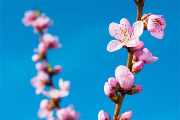 梦见桃花开了是什么意思