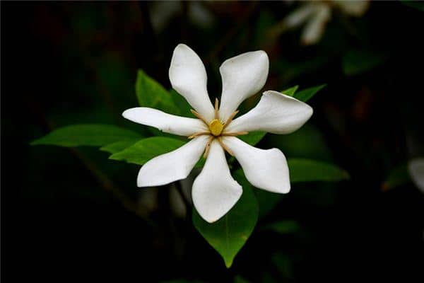 孕妇梦见栀子花是什么意思