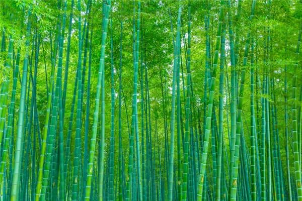 梦见竹林被砍是什么意思